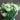 Lisianthus Seeds-Mariachi Lime Green