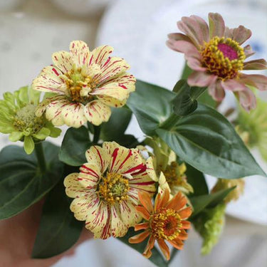Zinnia Seeds – Candy Cane