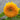 Sunflower Seeds-Teddy Bear