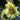 Sunflower Seeds-Lemon Green