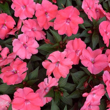 Solarscape XL Salmon Glow Interspecific Impatiens Seeds