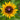 Rudbeckia Hirta Seeds-Green Heart