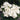 Phlox Seeds-Palona (White)