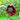 Sunflower Seeds-Black Swan