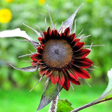 Sunflower Seeds-Black Swan