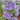 Delphinum Seeds-Magic Fountain Lavender
