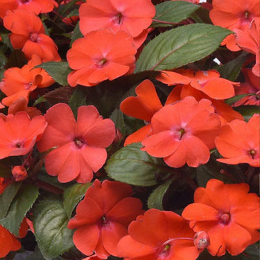Solarscape Orange Burst Interspecific Impatiens Seeds