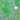 Western Vervain