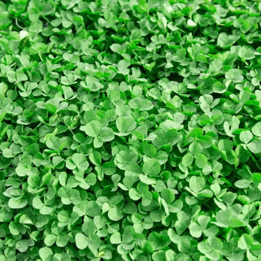 Micro Clover Seeds