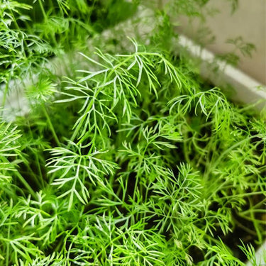 Parsley Green Dream
