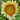 Sunflower Seeds-Cream