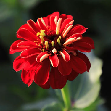 Zinnia Seeds-Spring Rising