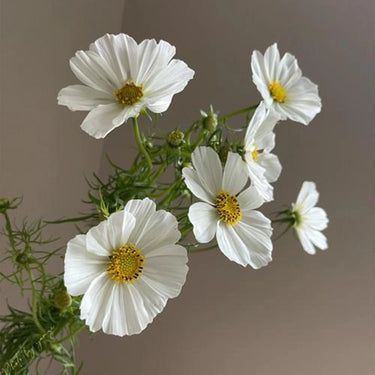 White Gesang Flower