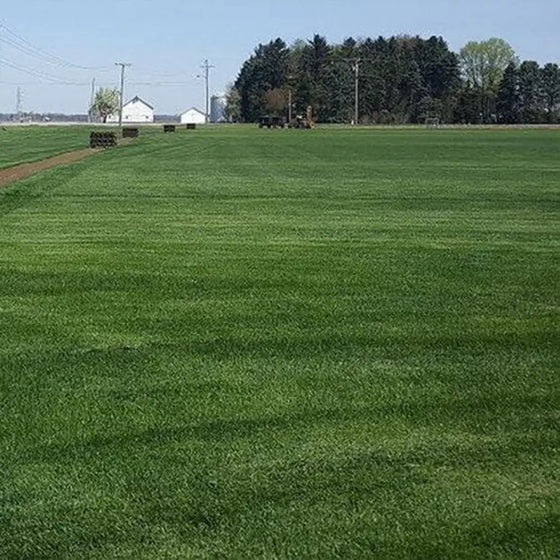 Lawn Grass