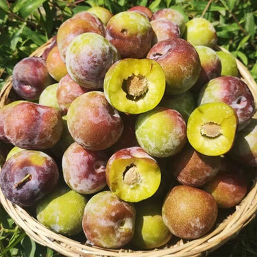 Cuihong Plum
