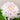 Chrysanthemum Seeds-Cloud-Hidden Jade Dragon