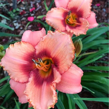 Hemerocallis · Strawberry Candy