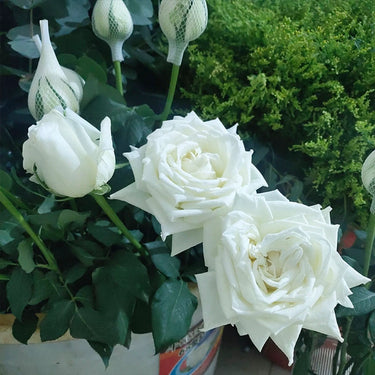 Tineke White Cut Rose Seeds