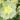 Hollyhock Seeds-Spring Celebrities Lemon