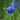Cornflower Seeds-Blue Diadem