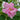 Hibiscus Seeds-Single-petal Red Cotton Rose