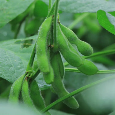 Edamame Seeds