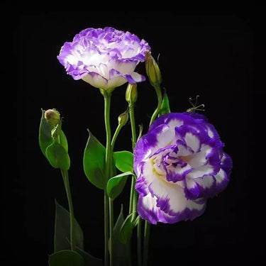 Lisianthus Seeds-Rosita II Blue Picotee