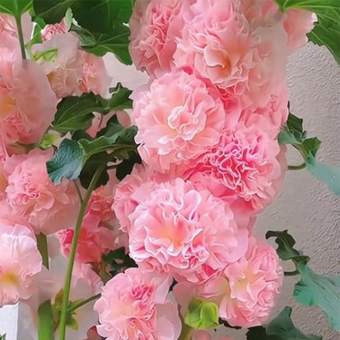 Double Hollyhock Seeds – Pink Temptation