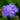 Ageratum Aloha Blue F1