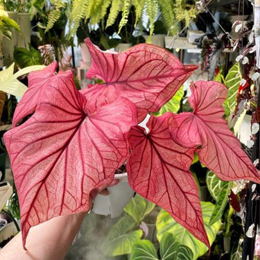Caladium Bicolor Seeds