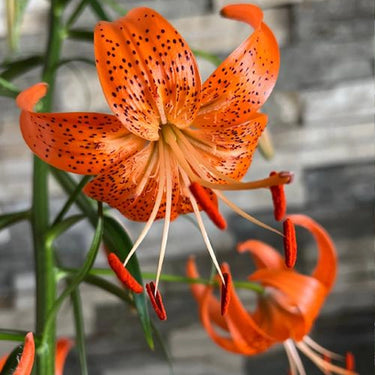 Tiger Lily Seeds