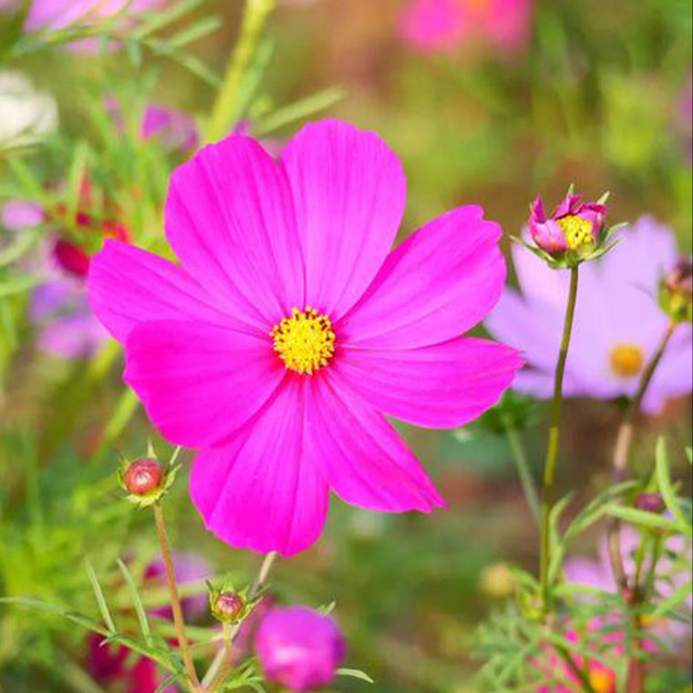 Cosmos