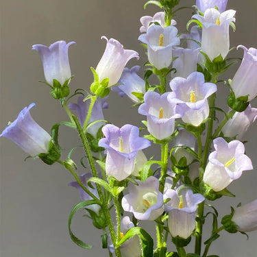 Purple Campanula Seeds