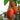 Tree Tomato