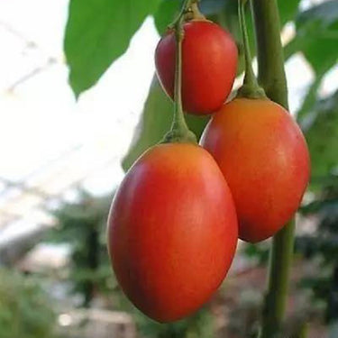 Tree Tomato