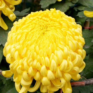 Chrysanthemum Seeds-Bumblebee