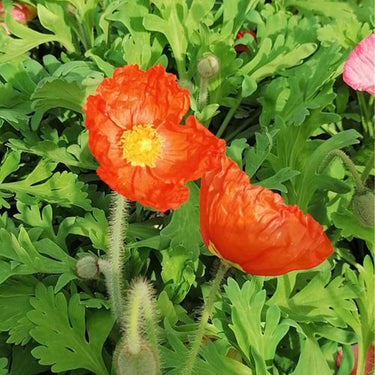 Papaver Rhoeas Seeds-Iceland Poppy · Orange Cloud