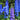 Tall Delphinium Seeds – Blue & Purple Mix