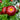 Strawflower Atrosanguineum