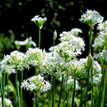 Garlic Chive-Chinese Leek