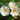 Hibiscus Seeds-Single White