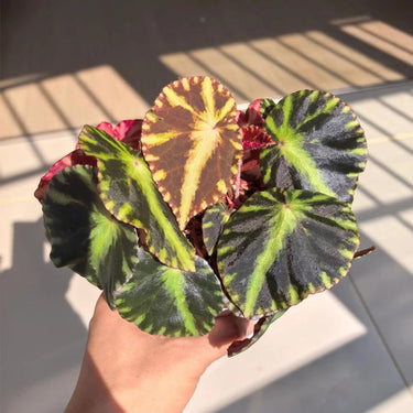 Begonia 'Cleopatra'