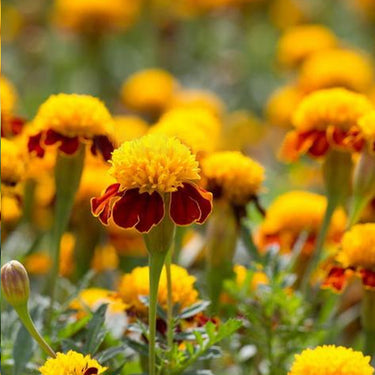 Marigold Seeds-Bonanza Flame