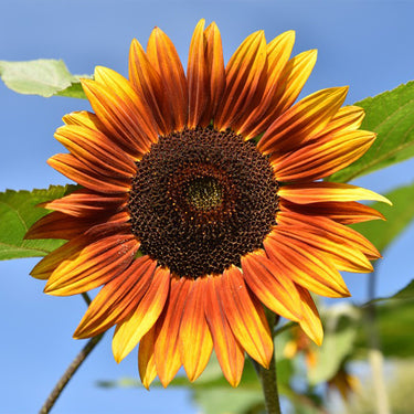 Sunflower Seeds-Sun-Kissed Orange