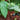 Black Nightshade