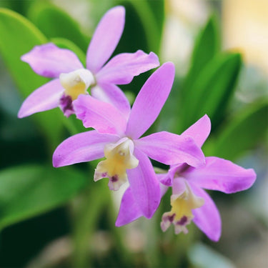 Purple Cattleya Seeds