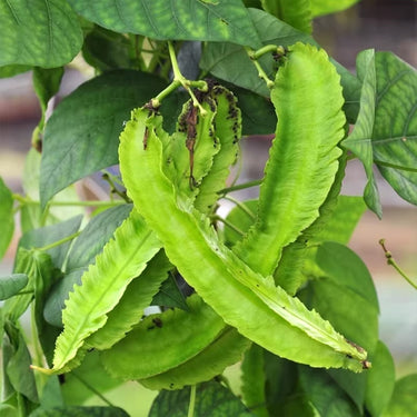 Winged Bean