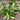 Tradescantia ZebrinaVar. Flocculosa