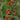 Honeyberry  Lonicera Fragrantissima
