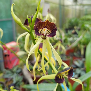 Prosthechea Cochleata Seeds - Pale Yellow & Dark Purple